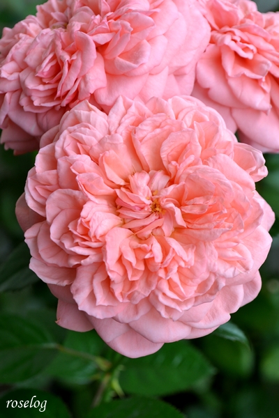 20260704 ライフ バラ ブログ ロサオリエンティス タイプ0 2番花 開花 画像 花径7cm ボタンアイ ロゼット咲き roselog
