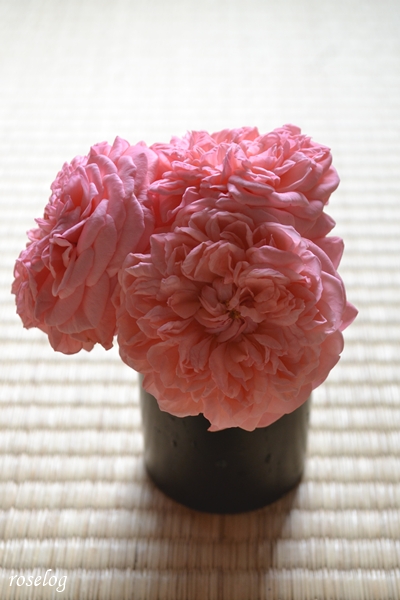 20260704 ライフ バラ ブログ ロサオリエンティス タイプ0 2番花 開花 画像 花径7cm ボタンアイ ロゼット咲き 畳と薔薇 切り花 roselog