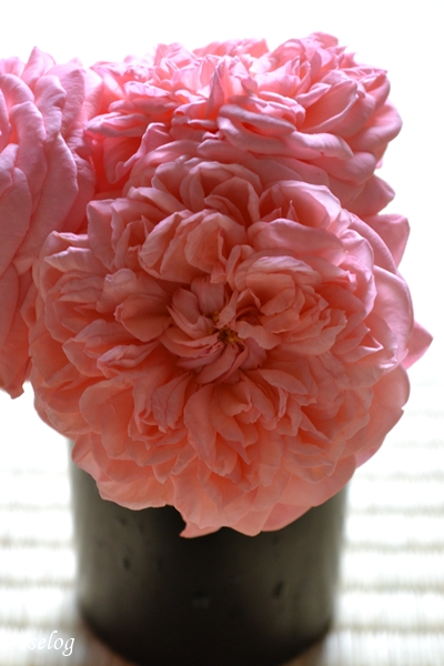 20260704 ライフ バラ ブログ ロサオリエンティス タイプ0 2番花 開花 画像 花径7cm ボタンアイ ロゼット咲き 畳と薔薇 切り花 roselog