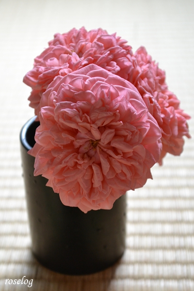 20260704 ライフ バラ ブログ ロサオリエンティス タイプ0 2番花 開花 画像 花径7cm ボタンアイ ロゼット咲き 畳と薔薇 切り花 roselog