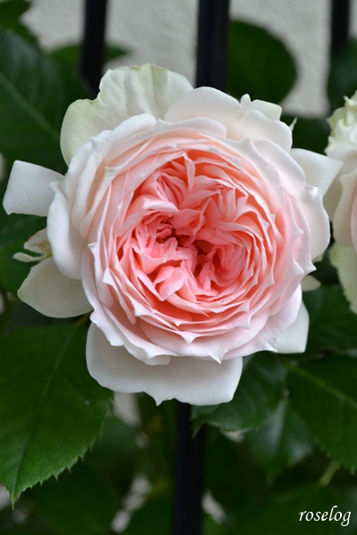 20260705 パシュミナ バラ ブログ 7月 2番花 開花 花径5-6cm 画像 roselog