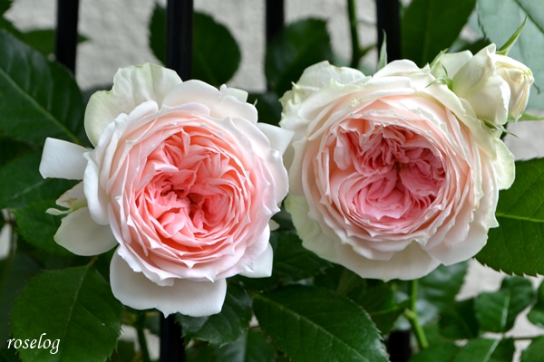 20260705 パシュミナ バラ ブログ 7月 2番花 開花 花径5-6cm 画像 roselog
