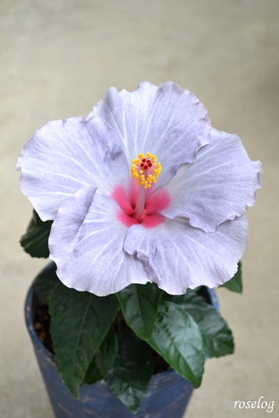 20260706 ハイビスカス ケイト ブログ 鉢植え 4.5号鉢 樹高20cm 夏 7月 開花 画像 花径13cm roselog