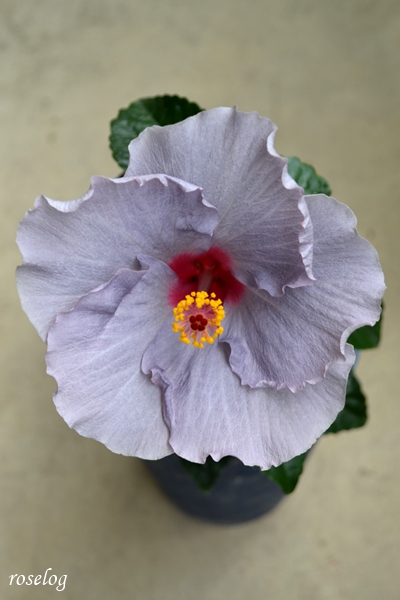 20260707 ハイビスカス ケイト ブログ 鉢植え 7月 開花 2日め 花径12cm 画像 ガーデニング roselog
