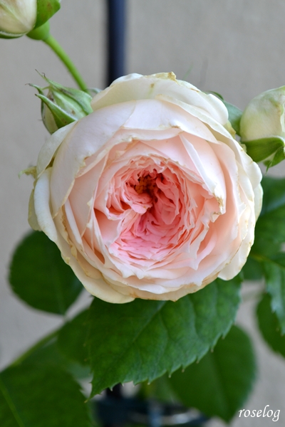 20260709 パシュミナ バラ ブログ 7月 2番花 開花 花径5-6cm 画像 roselog