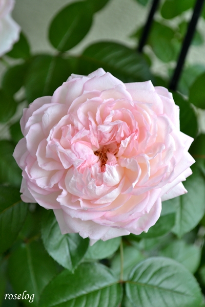 20260712 ロクサーヌ バラ ブログ ロサオリエンティス タイプ0 7月 夏 2番花 開花 花径8-9cm 画像 roselog