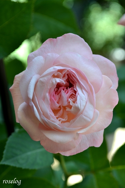 20260714 シャルドネ バラ ブログ 2番花 夏 7月 開花 花径4-5cm 画像 roselog