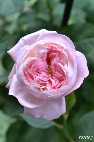 20260714 シャルドネ バラ ブログ 2番花 夏 7月 開花 花径4-5cm 画像 roselog