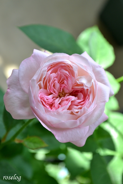 20260714 シャルドネ バラ ブログ 2番花 夏 7月 開花 花径4-5cm 画像 roselog