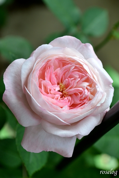 20260714 シャルドネ バラ ブログ 2番花 夏 7月 開花 花径4-5cm 画像 roselog