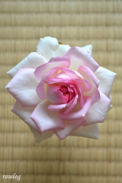 20260717 ロクサーヌ バラ ブログ ロサオリエンティス タイプ0 7月 夏 開花 切り花 畳と薔薇 tatami 花径8-9cm 画像 roselog
