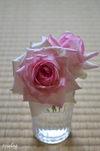 20260721 ロクサーヌ バラ ブログ ロサオリエンティス タイプ0 7月 夏 開花 切り花 畳と薔薇 tatami 花径7-8cm 画像 roselog