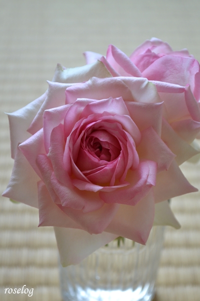 20260721 ロクサーヌ バラ ブログ ロサオリエンティス タイプ0 7月 夏 開花 切り花 畳と薔薇 tatami 花径7-8cm 画像 roselog