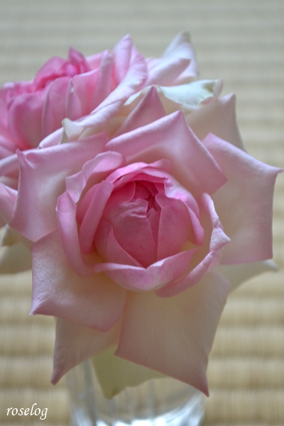 20260721 ロクサーヌ バラ ブログ ロサオリエンティス タイプ0 7月 夏 開花 切り花 畳と薔薇 tatami 花径7-8cm 画像 roselog