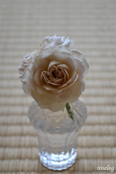 20260725 ルソワール バラ ブログ ローズドゥメルスリー 河本麻記子 7月 夏 開花 初めての開花 花径4cm 切り花 畳と薔薇 画像 roselog