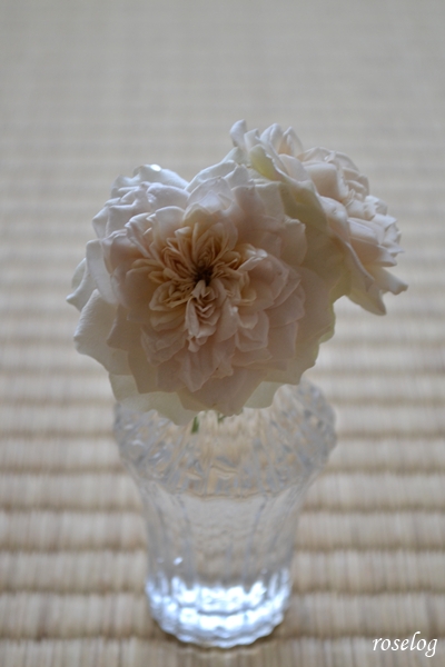 20260725 ルソワール バラ ブログ ローズドゥメルスリー 河本麻記子 7月 夏 開花 初めての開花 花径5cm 切り花 畳と薔薇 画像 roselog