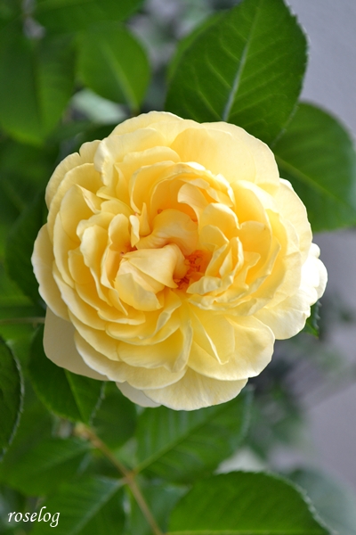 20260720 シューセルクル バラ ブログ 7月 夏 開花 花径6cm前後 画像 roselog