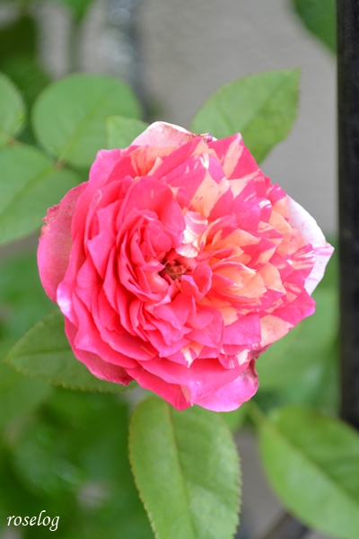 20260811 エドゥアールマネ バラ ブログ 夏 8月 開花 花径5cm 画像 roselog
