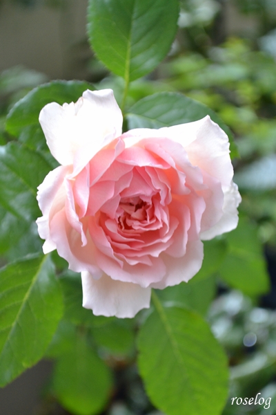 20260812 ローズアントワネット バラ ブログ 夏 8月 開花 画像 roselog