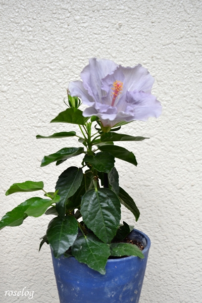 20260814 ハイビスカス ケイト ブログ 鉢植え 5号鉢 樹高30cm 8月 夏 開花 花径13cm 画像 roselog