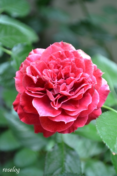 20260814 プランタジネット バラ ブログ 夏 8月 開花 花持ち7日め 画像 roselog