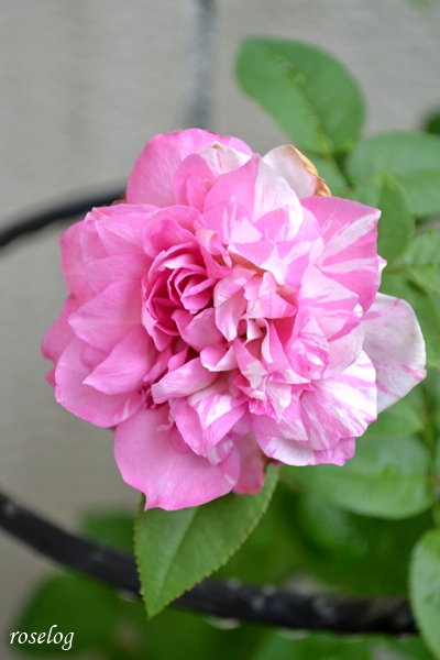 20260817 エドゥアールマネ バラ ブログ 夏 8月 開花 花径5cm 花持ち6日め 画像 roselog