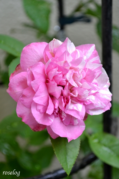 20260817 エドゥアールマネ バラ ブログ 夏 8月 開花 花径5cm 花持ち6日め 画像 roselog