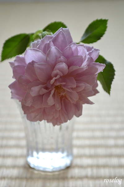 20260821 レイニーブルー バラ ブログ 8月 夏 開花 切り花 畳と薔薇 画像 roselog