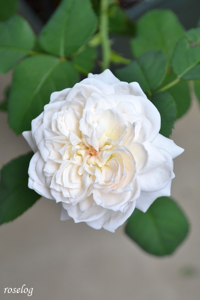 20260905 シーシェルアイズ バラ ブログ コマツガーデン 9月 秋 開花 画像 花径約5cm roselog