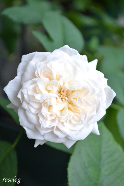 20260905 シーシェルアイズ バラ ブログ コマツガーデン 9月 秋 開花 画像 花径約5cm roselog
