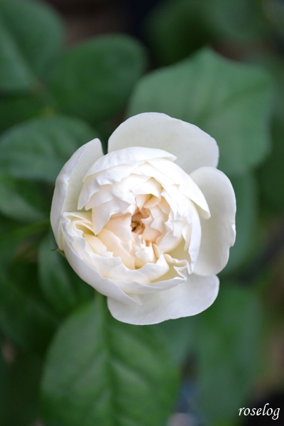 20260907 シーシェルアイズ バラ ブログ コマツガーデン 9月 秋 開花 画像 花径約5cm roselog