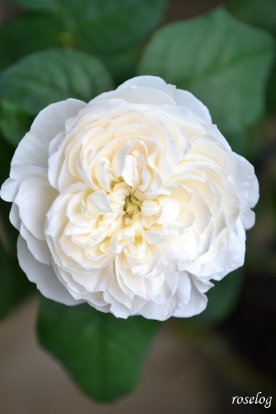 20260908 シーシェルアイズ バラ ブログ コマツガーデン 9月 秋 開花 画像 花径約5cm グリーンアイ roselog