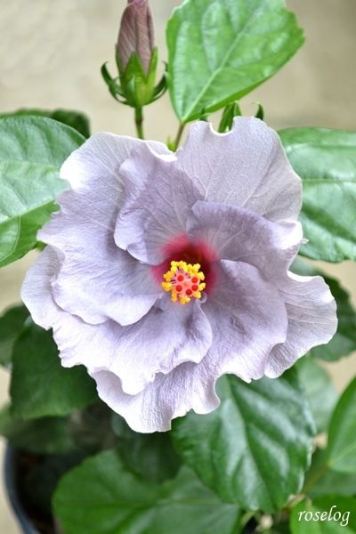 20260918 ハイビスカス ケイト 秋 9月 開花 画像 roselog
