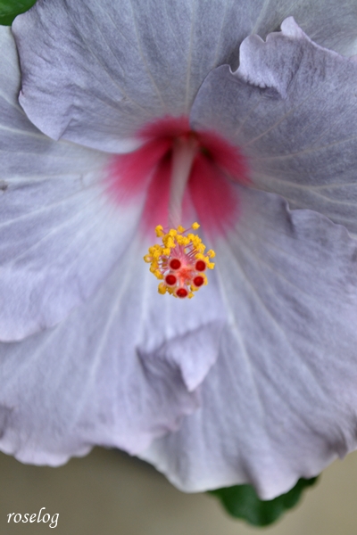 20260930 ハイビスカス ケイト 秋 9月 開花 画像 roselog