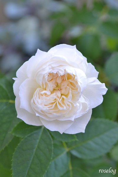 20261003 シーシェルアイズ バラ ブログ コマツガーデン 10月 秋 開花 花径5cm 画像 roselog