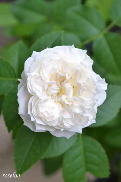 20261004 シーシェルアイズ バラ ブログ コマツガーデン 10月 秋 開花 花径5cm 画像 roselog