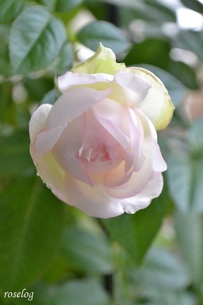 20261004 ロクサーヌ バラ ブログ 秋 10月 開花 画像 roselog