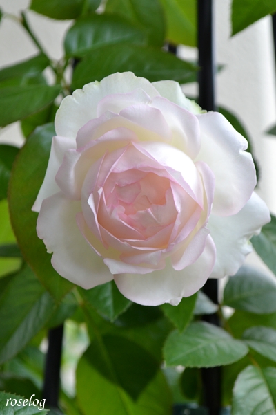 20261004 ロクサーヌ バラ ブログ 秋 10月 開花 画像 花径6-7cm roselog