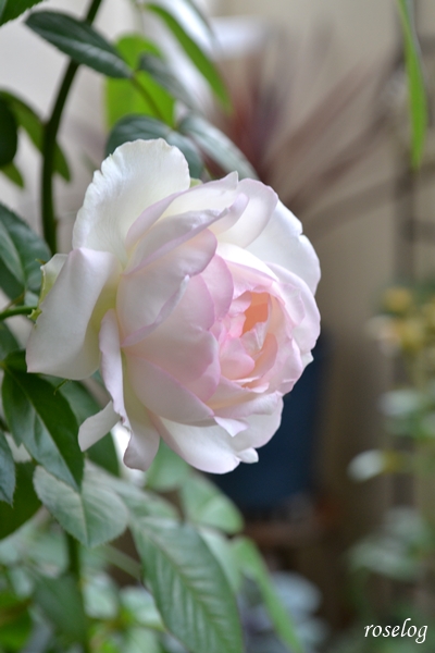 20261004 ロクサーヌ バラ ブログ 秋 10月 開花 画像 花径6-7cm roselog