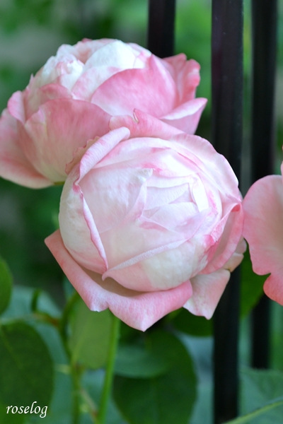 20261010 シャルドネ バラ ブログ 10月 秋 ボーリング 花径5-6cm 画像 roselog