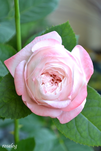 20261010 シャルドネ バラ ブログ 10月 秋 開花 花径5-6cm 画像 roselog