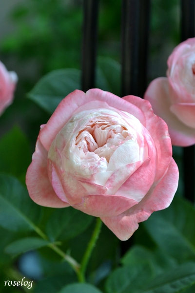 20261010 シャルドネ バラ ブログ 10月 秋 開花 花径5-6cm 画像 roselog