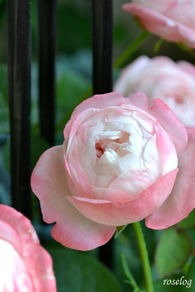 20261010 シャルドネ バラ ブログ 10月 秋 開花 花径5-6cm 画像 roselog