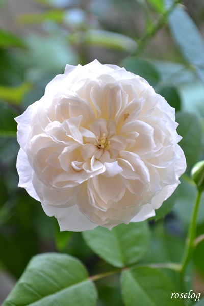 20261010 シーシェルアイズ バラ ブログ コマツガーデン 10月 秋 開花 花径4-5cm ボタンアイ 画像 roselog