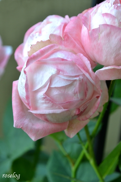 20261011 シャルドネ バラ ブログ 10月 秋 ボーリング 花径5-6cm 画像 roselog