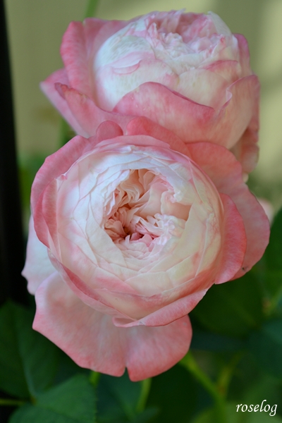 20261011 シャルドネ バラ ブログ 10月 秋 開花 花径5-6cm 画像 roselog