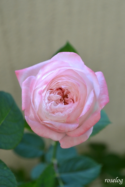 20261011 シャルドネ バラ ブログ 10月 秋 開花 花径5-6cm 画像 roselog