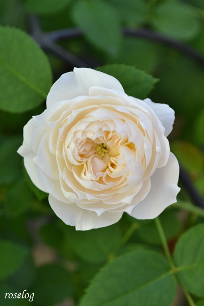 20261011 シーシェルアイズ バラ ブログ コマツガーデン 10月 秋 開花 花径4cm 開きかけ 画像 roselog