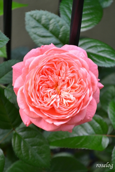20261013 ライフ バラ ブログ ロサオリエンティス タイプ0 秋 開花 10月 花径7cm 開花1日め ロゼット咲き 画像 roselog