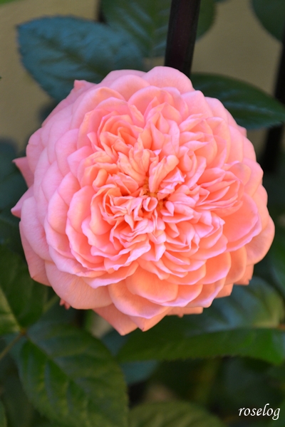 20261014 ライフ バラ ブログ ロサオリエンティス タイプ0 秋 開花 10月 花径7cm 開花2日め ロゼット咲き 画像 roselog